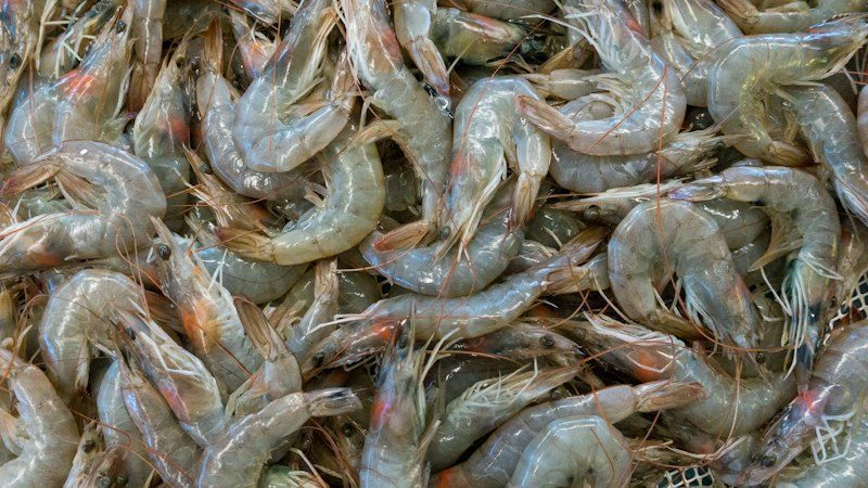 Ya hay fecha para el camarón del Pacífico — el 22 de septiembre abren las bahías y hasta el 7 de octubre el altamar