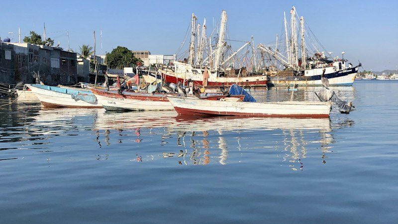 Abrió el camarón en Sinaloa — y al ribereño le están pagando entre 70 y 85 pesos el kilo