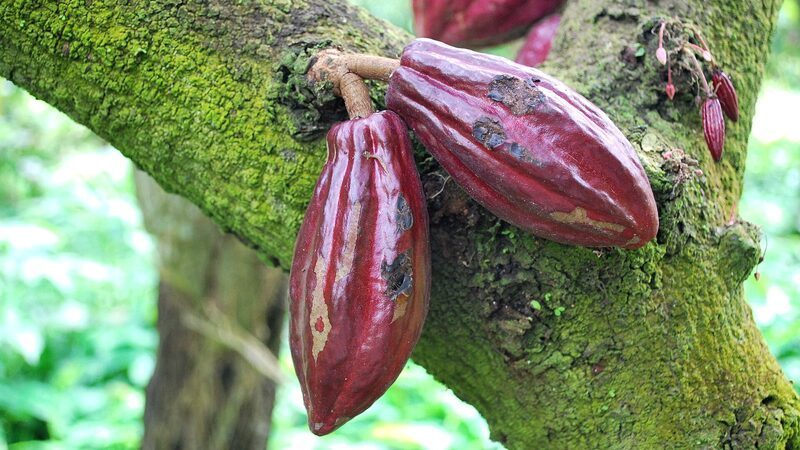 Chocolate Bienestar tendrá fábrica en Tabasco — 158 millones para que el cacao deje de venderse en baba