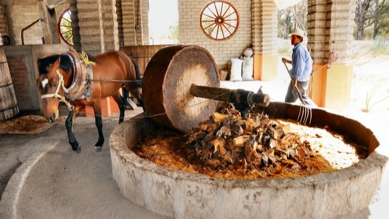 Puebla ya destila 650 mil litros de mezcal — y en tu cantina sigue apareciendo como "de Oaxaca"