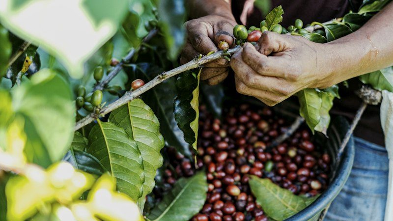 El foro mundial de tostadores llega por primera vez a México — 4,500 compradores de 45 países en Chiapas y US$15.5 millones en negocios